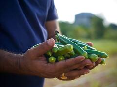 ये है पाकिस्तान की राष्ट्रीय सब्जी, भारत में भी की जाती है बेहद पसंद