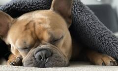 Dogs Dream: ঘুমের মধ্যে স্বপ্ন দেখে পোষ্য সারমেয়ও, কেঁপে ওঠে দুঃস্বপ্ন দেখে, একটু নজর দিলেই বোঝা সম্ভব