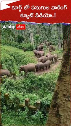 కూర్గ్ లో ఏనుగుల వాకింగ్..క్యూట్ వీడియో.!
