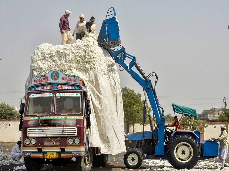 World Cotton Day 2023 Know the history theme of this year India top in cotton production in world World Cotton Day 2023: આજે છે વિશ્વ કપાસ દિવસ, ભારત કપાસ ઉત્પાદનમાં પ્રથમ ક્રમે