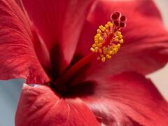 ”தங்கபஸ்பம்” என அழைக்கப்படும் செம்பருத்தி! ஒருமுறை இந்த ஜூஸ் குடித்தால் போதும்!