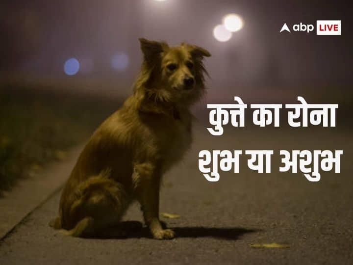 Meaning of dog crying at the door of the house auspicious or inauspicious raat mei kutte kyun rote hain Dog Crying: घर के दरवाजे पर कुत्ते का रोना किस बात का है संकेत, उत्तर जान उड़ जाएंगे होश