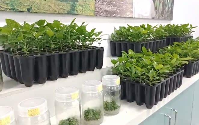 A New Experiment of Jain Industry Group Coffee plant prepared by tissue culture technique Agriculture News : देशाचं कॉफी उत्पादन 40 टक्क्यांनी वाढणार, जैन उद्योग समुहाचा नवा प्रयोग