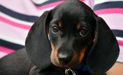 Dogs Dream: ঘুমের মধ্যে স্বপ্ন দেখে পোষ্য সারমেয়ও, কেঁপে ওঠে দুঃস্বপ্ন দেখে, একটু নজর দিলেই বোঝা সম্ভব