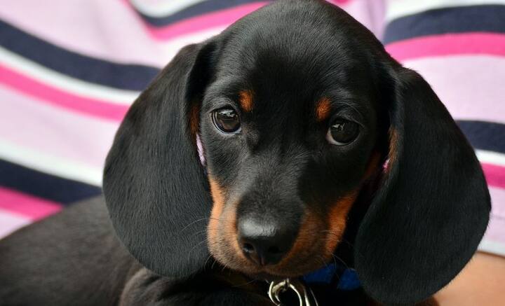 প্রিয় মানুষকে নজরে নজরে রাখাই নয় শুধু, প্রিয় মানুষকে নিয়ে স্বপ্নও দেখেন পোষ্য সারমেয়রা। অবান্তর দাবি নয়, বলছে বিজ্ঞানই।