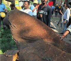 Pune News : कोथरूडमध्ये रिक्षावर झाड कोसळले, चार जण जखमी