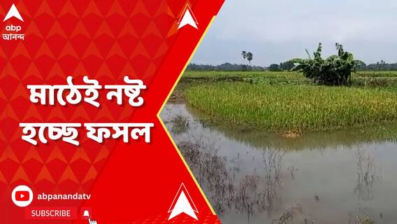 জলে ভাসছে হুগলির বিস্তীর্ণ এলাকার কৃষিজমি, মাঠেই নষ্ট হচ্ছে ফসল