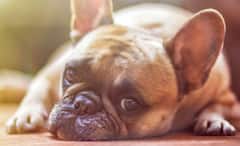 Dogs Dream: ঘুমের মধ্যে স্বপ্ন দেখে পোষ্য সারমেয়ও, কেঁপে ওঠে দুঃস্বপ্ন দেখে, একটু নজর দিলেই বোঝা সম্ভব