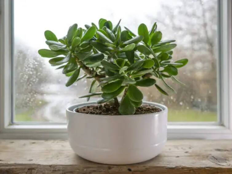 Know The Vastu Benefits Of Jade Plant Vastu Tips In Telugu: ఇంట్లో-కార్యాలయంలో ఈ మొక్క ఉంటే  అదృష్టం, ఆర్థిక లాభం!