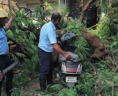 Pune News : कोथरूडमध्ये रिक्षावर झाड कोसळले, चार जण जखमी