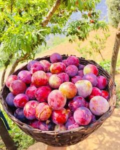 Immunity: સફરજન જેવું દેખાતું આ ફળ હાર્ટ હેલ્થથી લઈ ઈમ્યુનિટી બૂસ્ટ કરવામાં છે મદદગાર