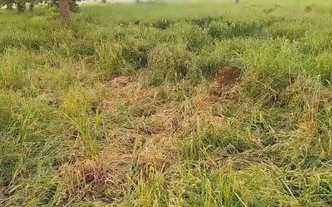 गडचिरोली (Gadchiroli) जिल्ह्यात हत्तीच्या (elephants) कळपांनी हैदोस घातला आहे.