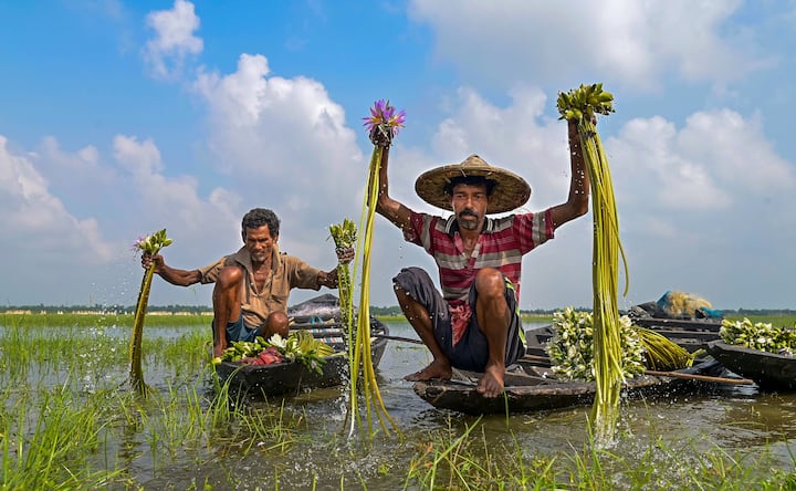 ফলে বাংলার আকাশ এখন হাসিখুশি। এই মুহূর্তে বৃষ্টির সম্ভাবনা নেই। নীল আকাশে সাদা মেঘের ভেলা ভাসিয়ে চারিপাশে শারদ আনন্দ।