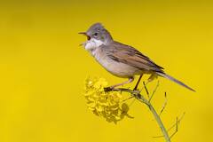 US: Nearly 1,000 Songbirds Die After Crashing Into Chicago Building Windows