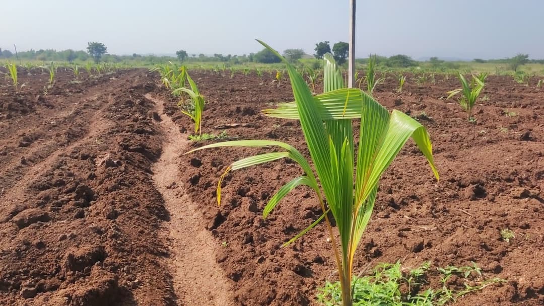 Success Story : पारंपारिक पिकांना फाटा, तीन एकर क्षेत्रावर नारळ शेती; मजुरमुक्त शेतीचा प्रयोग agriculture news A farmer in Dhule district has done coconut farming on three acres of land Success Story : पारंपारिक पिकांना फाटा, तीन एकर क्षेत्रावर नारळ शेती; मजुरमुक्त शेतीचा प्रयोग