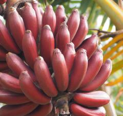 Red Banana Benefits: પીળા કેળાની તુલનામાં લાલ કેળા છે વધારે ફાયદાકારક, જાણો તેના ગજબના ફાયદા