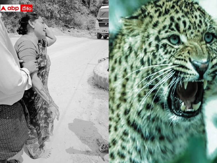woman was attacked by a cheetah on her way home after work Chittoor: ఒంటరి మహిళపై చిరుత దాడి, ఎర్రగుంటపల్లె సమీపంలోని క్వారీ వద్ద కలకలం