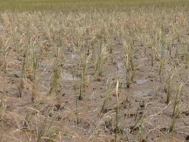 Paddy crops wilting despite lack of water; Farmers' agony - what is the reason? தண்ணீர் பாய்ந்தும் கருகும் நெல் பயிர்கள்; விவசாயிகள் வேதனை- என்ன காரணம்?