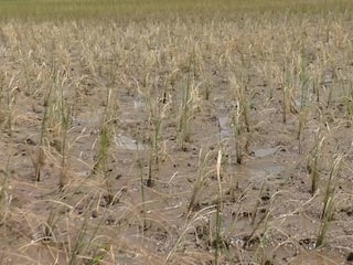 தண்ணீர் பாய்ந்தும் கருகும் நெல் பயிர்கள்; விவசாயிகள் வேதனை- என்ன காரணம்?