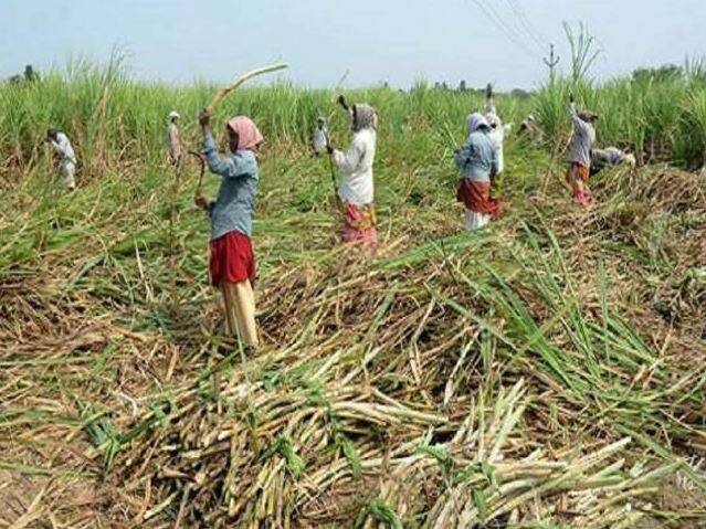 Agriculture News Sugarcane workers strick demand Rs 400 per ton of sugarcane ऊसतोड कामगारांचा संप! हार्वेस्टरप्रमाणेच टनाला 400 रुपये द्या; भाजप आमदाराचा पाठिंबा
