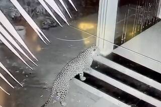 Pune Leopard Attack : दहशत माजवणारा बिबट्या शिकारीसाठी दबक्या पावलाने आला अन् थेट...