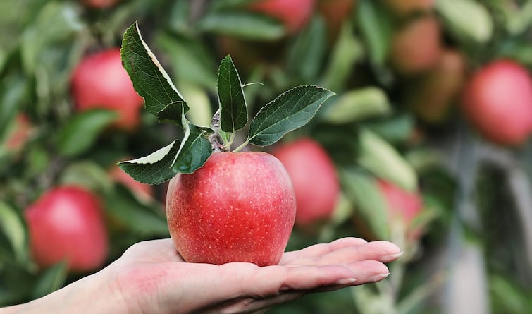 agriculture news nafed procurement of apples central government himachal pradesh  Agriculture news : सफरचंद उत्पादक शेतकऱ्यांसाठी सरकार घेणार मोठा निर्णय, लाखो शेतकऱ्यांना होणार फायदा