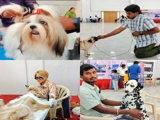 மதுரையில் தேசிய அளவிலான நாய்கள் கண்காட்சி: கண்கவர் வண்ணங்களில் தோற்றமளித்த நாய் இனங்கள்!