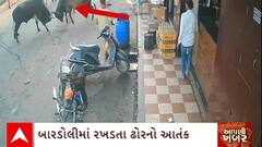 Surat News : સુરતના બારડોલીમાં રખડતા ઢોરએ મચાવ્યો આતંક