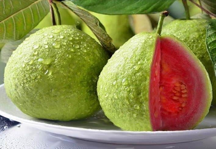 agriculture news rajasthan nagaur farmer earning good profit by growing taiwani pink guavas  शेतकऱ्याला मिळाली YouTube ची साथ, वाळवंटात फुलवली गुलाबी पेरुची बाग 