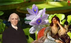 Warren Hastings Love Story: প্রেমে পড়েছিলেন হেস্টিংস, আজও দিতে হচ্ছে মাশুল, যে কারণে পানাফুল ‘বাংলার ত্রাস’