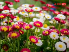 फूल में ये रंग-बिरंगे कलर कहां से आते हैं? जानिए क्या है इसके पीछे का कारण