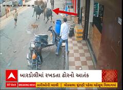 Bardoli Stray Cattle Terror| ધોળા દિવસે રોડ પર બાખડ્યા બે આખલા અને પછી થયું જોવા જેવું...
