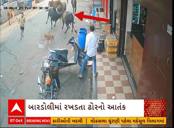 Bardoli Stray Cattle Terror| ધોળા દિવસે રોડ પર બાખડ્યા બે આખલા અને પછી થયું જોવા જેવું...
