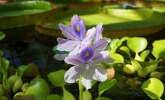 Warren Hastings Love Story: প্রেমে পড়েছিলেন হেস্টিংস, আজও দিতে হচ্ছে মাশুল, যে কারণে পানাফুল ‘বাংলার ত্রাস’