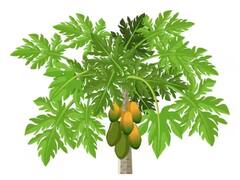 पपईच्या पानांनी खरोखर डेंग्यू बरा होऊ शकतो का? नेमकं सत्य काय? जाणून घ्या