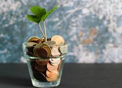 Money Plant Caring Tips : मनी प्लांटची काळजी कशी घ्यावी? फाॅलो करा खास टिप्स