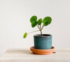 Money Plant Caring Tips : मनी प्लांटची काळजी कशी घ्यावी? फाॅलो करा खास टिप्स