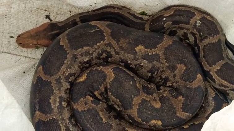 Python Got Entangled In Fishing Net At Pashchim Bardhaman Leading To Hue And Cry Paschim Bardhaman:মাছের জালে আটকে বিশালাকৃতি অজগর, হইচই , কাঁকসার তেলিপাড়া এলাকায়