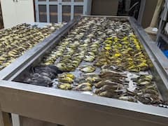 Shocking! शिकागो में एक साथ 1000 से ज्यादा पक्षियों की हुई मौत, आखिर क्या है इसके पीछे की वजह? जानें