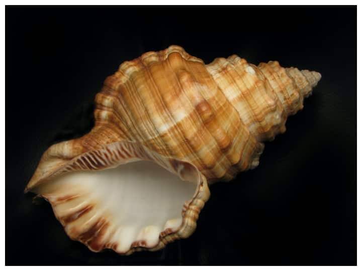 શંખ ફૂંકવાથી બ્લડપ્રેશર કંટ્રોલમાં રહે છે અને ધમનીઓનું સ્વાસ્થ્ય સુધરે છે.