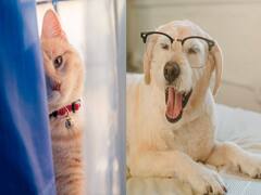 Pet Care: நீங்க சாப்பிடுற சாக்லேட்டையும் சிப்ஸையும் உங்க செல்ல நாய்க்கும் ஊட்டிவிடுறீங்களா!