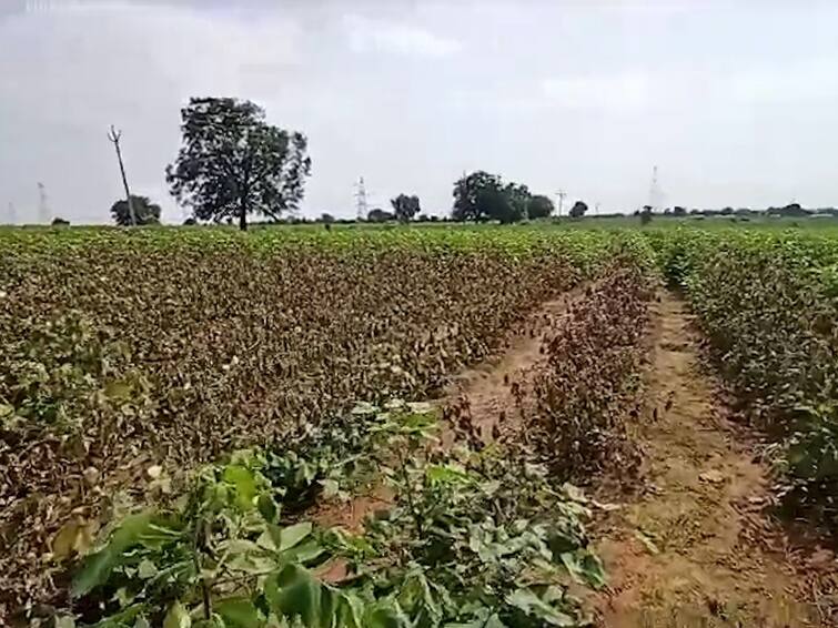 Vidarbha Farmers worried of yellow mosaic on soybeans and Fusarium Wilt disease outbreak on cotton production will decrease this year Buldhana News विदर्भात बळीराजा चिंतेत, सोयाबिनवर येलो मोझेक, तर कपाशीवर मर रोगाचा प्रादुर्भाव, यंदा उत्पादन घटणार