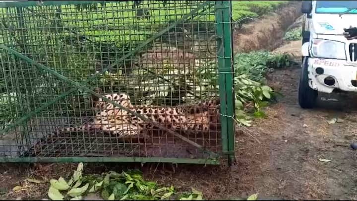 চিতাবাঘের আক্রমণে ঘাড় মটকে গিয়েছিল তার। বীরপাড়া রাজ্য সাধারণ হাসপাতালে হয় প্রাথমিক চিকিৎসা। কিন্তু আঘাত ছিল গুরুতর।