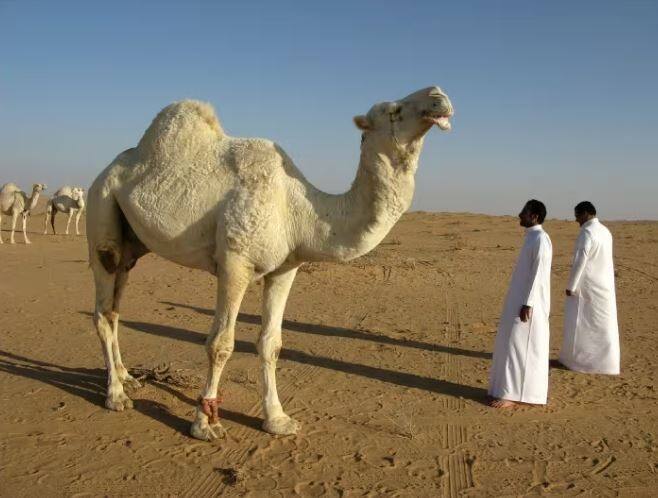 ਜੇਕਰ ਹਿੰਦੂ ਮੰਦਰ ਦੀ ਗੱਲ ਕਰੀਏ ਤਾਂ ਪਹਿਲਾਂ ਇੱਥੇ ਇੱਕ ਵੀ ਮੰਦਰ ਨਹੀਂ ਸੀ। ਇਸ ਤੋਂ ਪਹਿਲਾਂ ਰਿਆਦ, ਜੇਦਾਹ, ਦਮਨ ਜਾਂ ਸਾਊਦੀ ਵਿੱਚ ਕਿਤੇ ਵੀ ਇੱਕ ਵੀ ਮੰਦਰ ਨਹੀਂ ਸੀ।