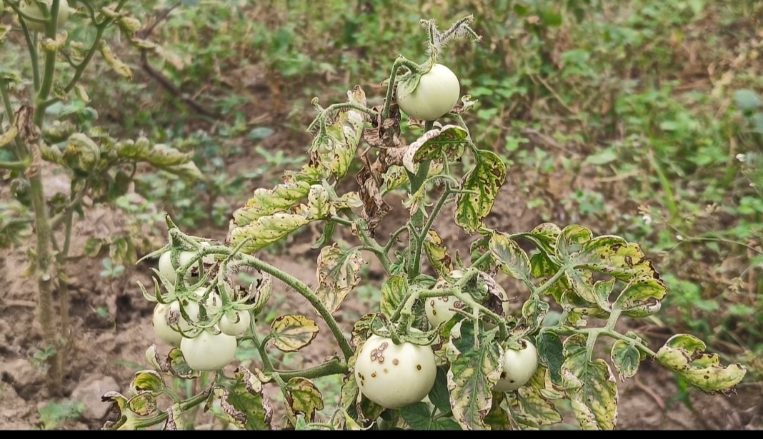 வைரஸ் நோய் தாக்குதல்...கிலோ 10 ரூபாய்க்கு விற்பனை - விரக்தியில் தக்காளி செடிகளை அழித்த விவசாயி