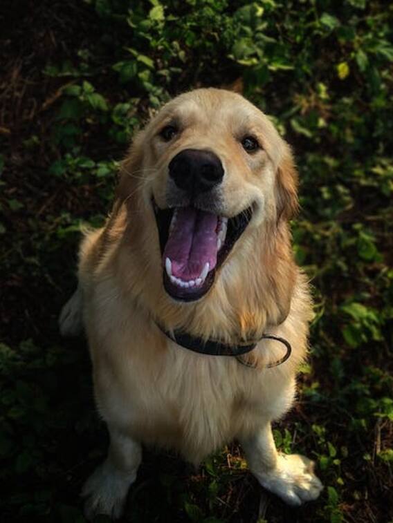 तनाव और डिप्रेशन से दूर रहने के लिए घर में पाले कुत्ता