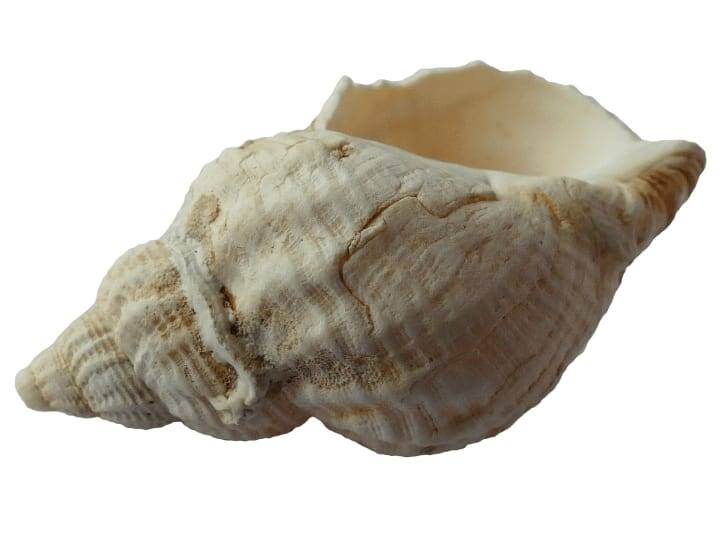 શંખના અવાજથી ફેફસાની ક્ષમતા વધે છે અને શ્વસન સંબંધી સમસ્યાઓ ઓછી થાય છે.