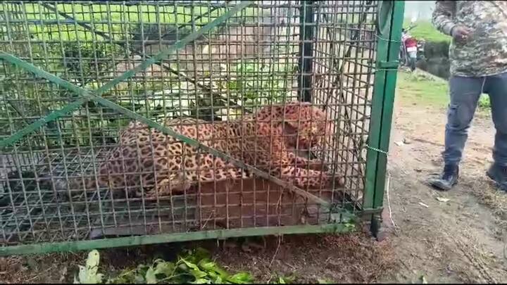 কিন্তু একটি চিতাবাঘ তো নয়, সেখানে তো আরেকটি চিতাবাঘও ছিল। মানুষের আতঙ্ক কমেনি।
