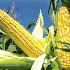 Corn Benefits : ਜਾਣੋ ਮੱਕੀ ਦੇ ਸਿਹਤ ਨੂੰ ਹੋਣ ਵਾਲੇ ਚਮਤਕਾਰੀ ਫਾਇਦੇ