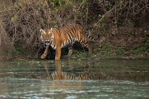 Bandipur Forest (Image Source: Getty)